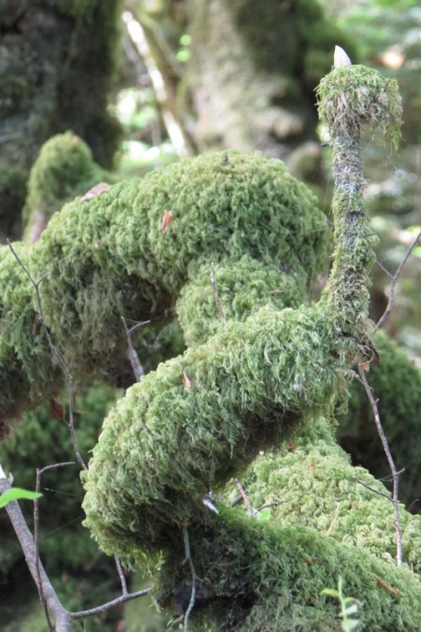 6 - Etrange créature au bois du Névet